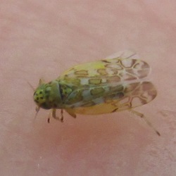 Eupteryx decemnotata